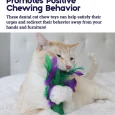 Petstages Krazy Kale Dental Catnip Cat Chew Toy