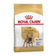 french_bulldog_adult