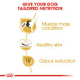 rc-bhn-frenchbulldog-cv-eretailkit-3_