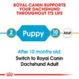 rc-bhn-puppydachshund-cv-eretailkit-1_