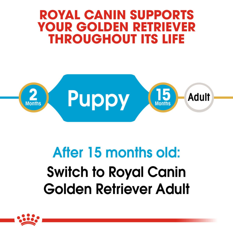 rc-bhn-puppygoldenretriever-cv-eretailkit-1_