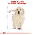 rc-bhn-puppygoldenretriever-cv-eretailkit-4_