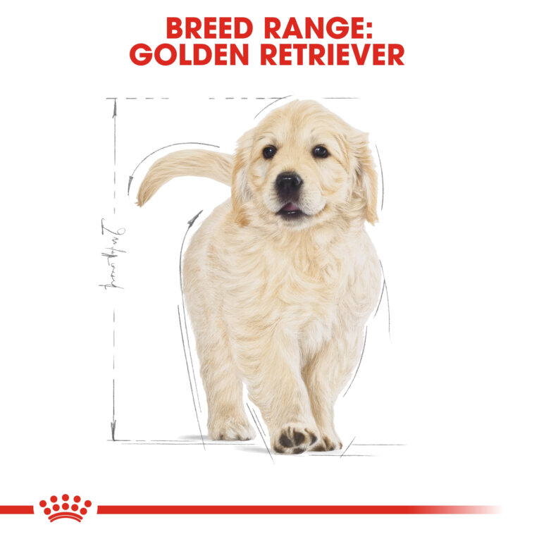rc-bhn-puppygoldenretriever-cv-eretailkit-4_