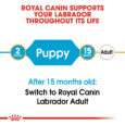 rc-bhn-puppylabradorretriever-cv-eretailkit-1_