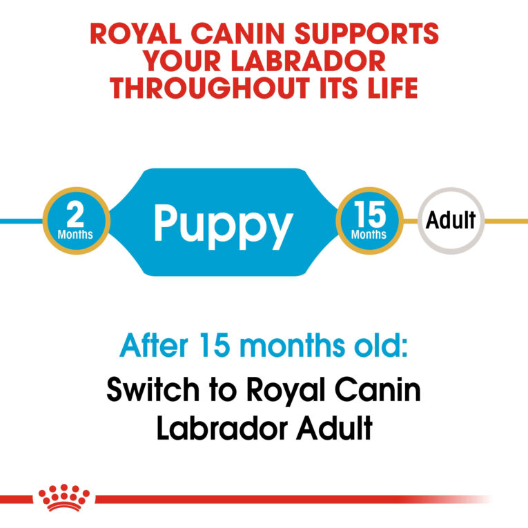 rc-bhn-puppylabradorretriever-cv-eretailkit-1_