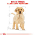 rc-bhn-puppylabradorretriever-cv-eretailkit-4_