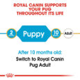 rc-bhn-puppypug-cv-eretailkit-1_