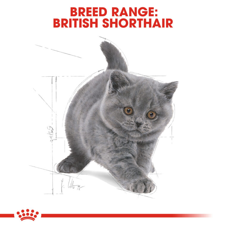 rc-fbn-kittenbritishshorthair-cv-eretailkit-4_