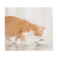 schesir-cat-multipack-can-chicken-with-pumpkin-6x50g (3)
